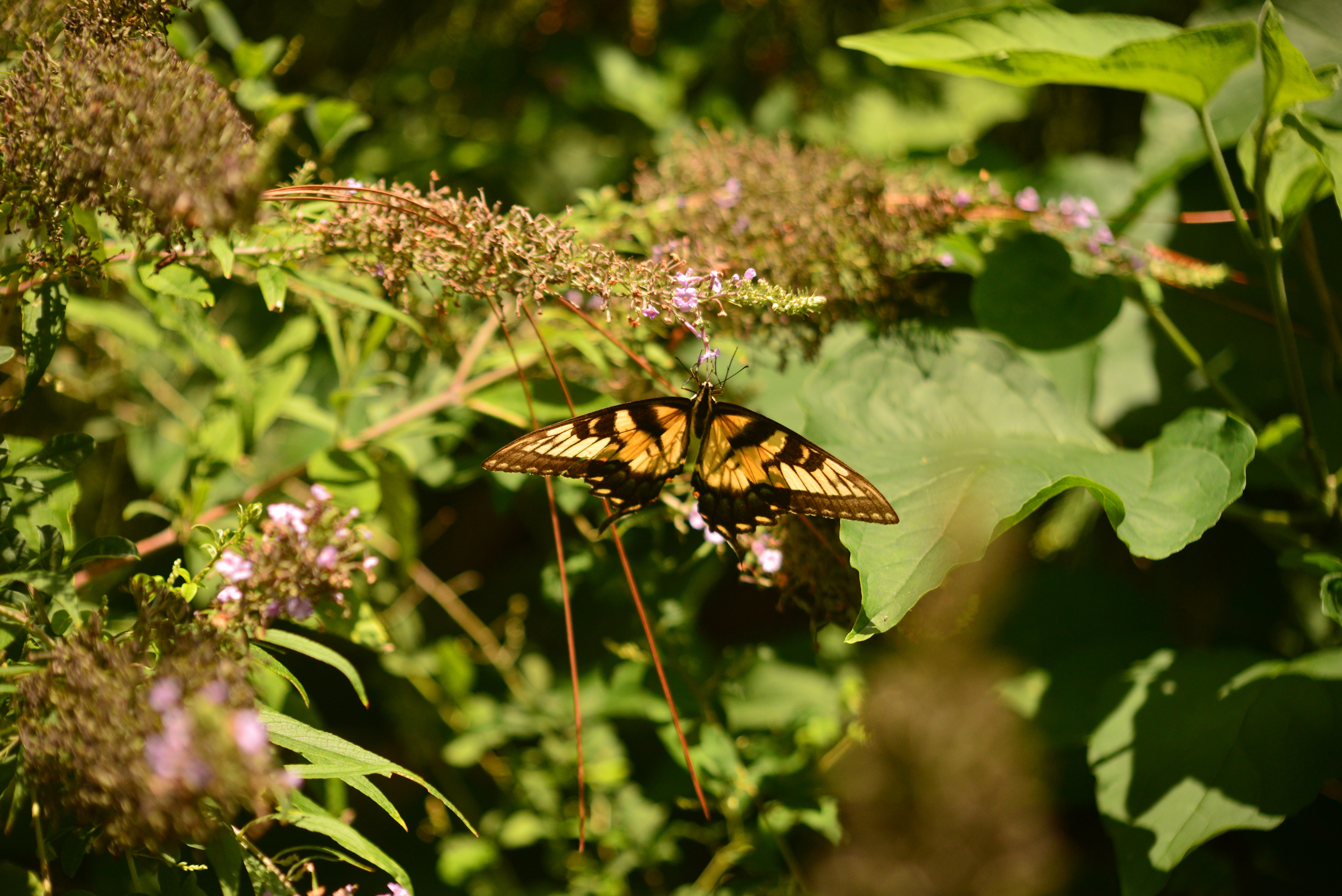 Butterfly