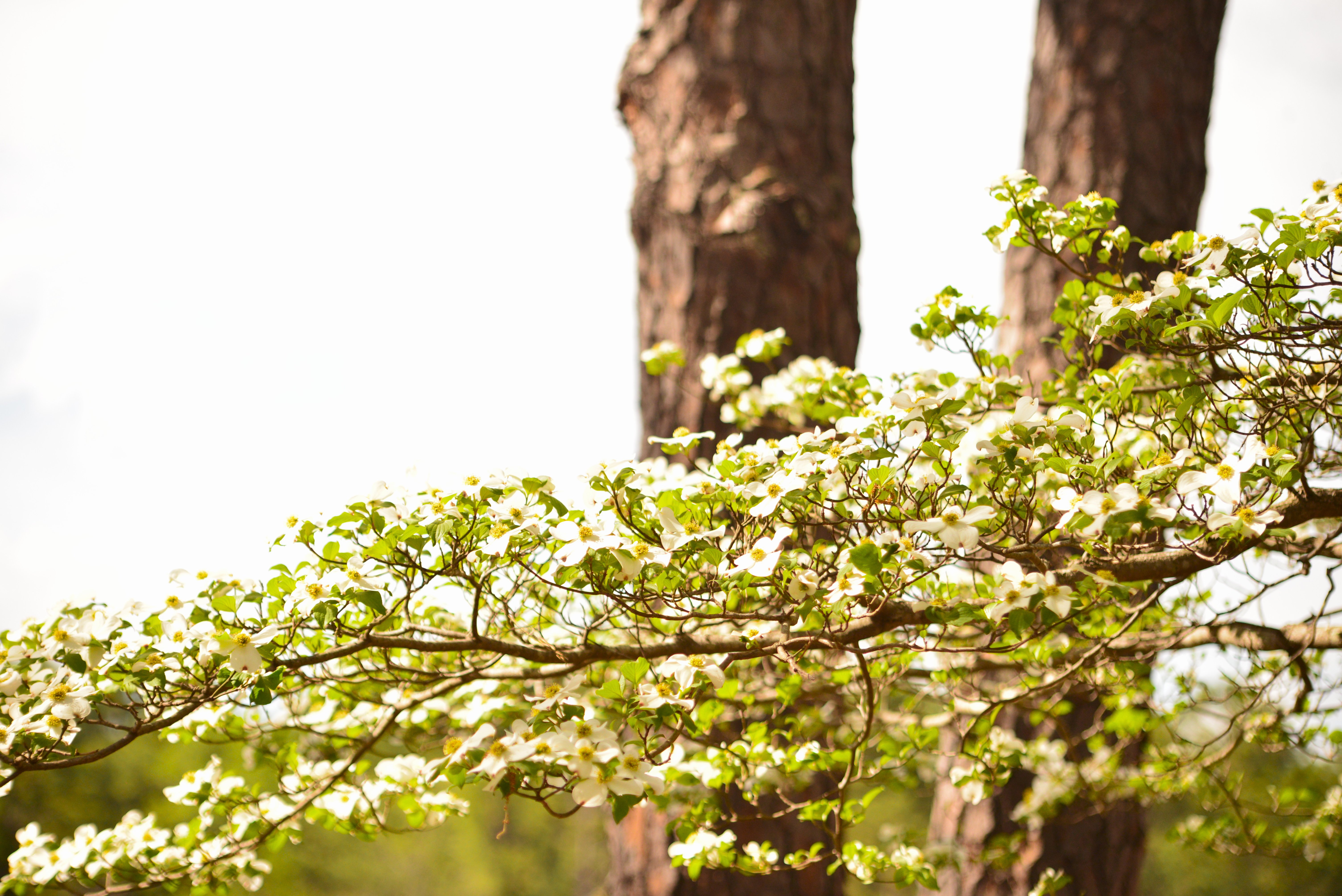 Dogwood
