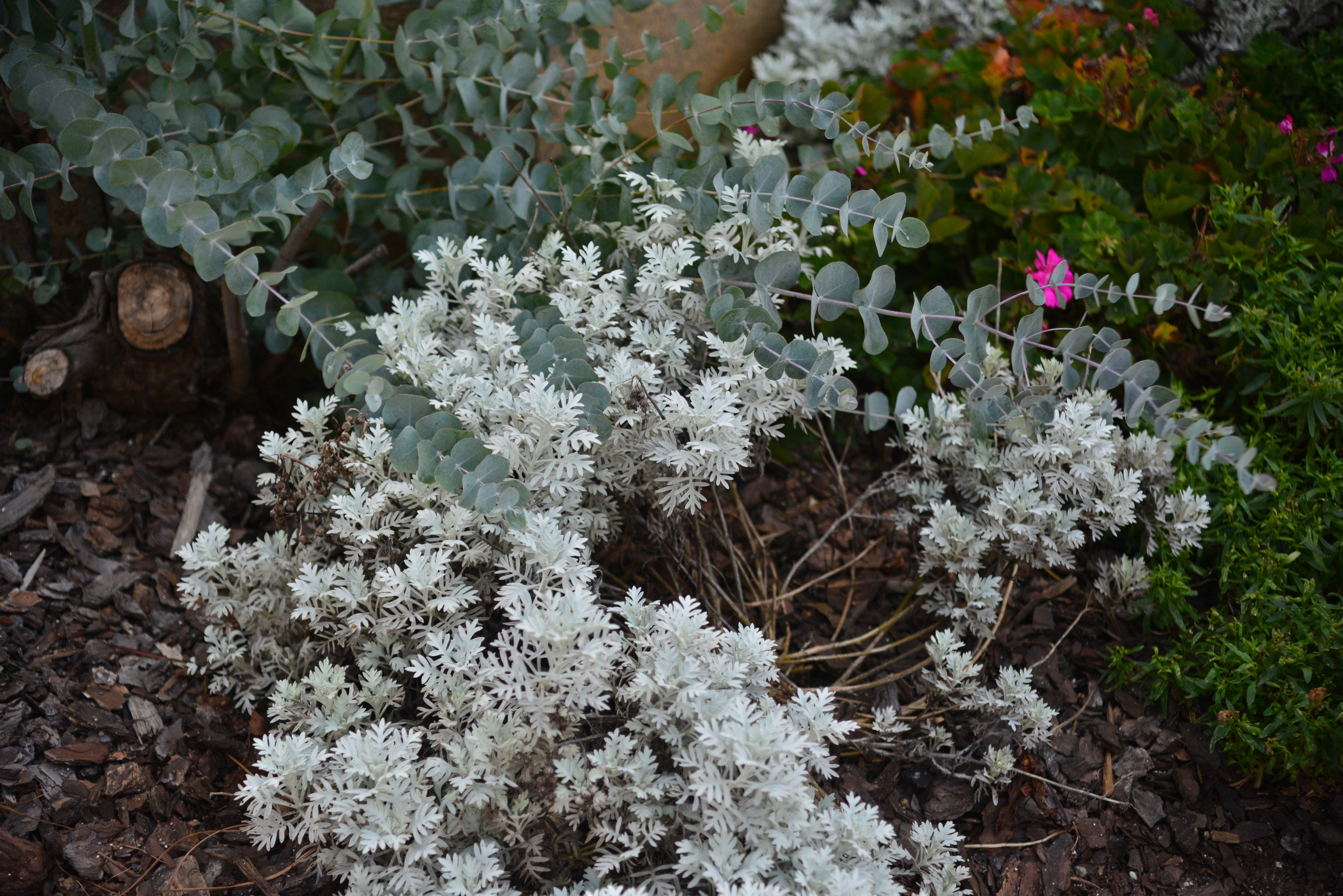 Frosty Summer