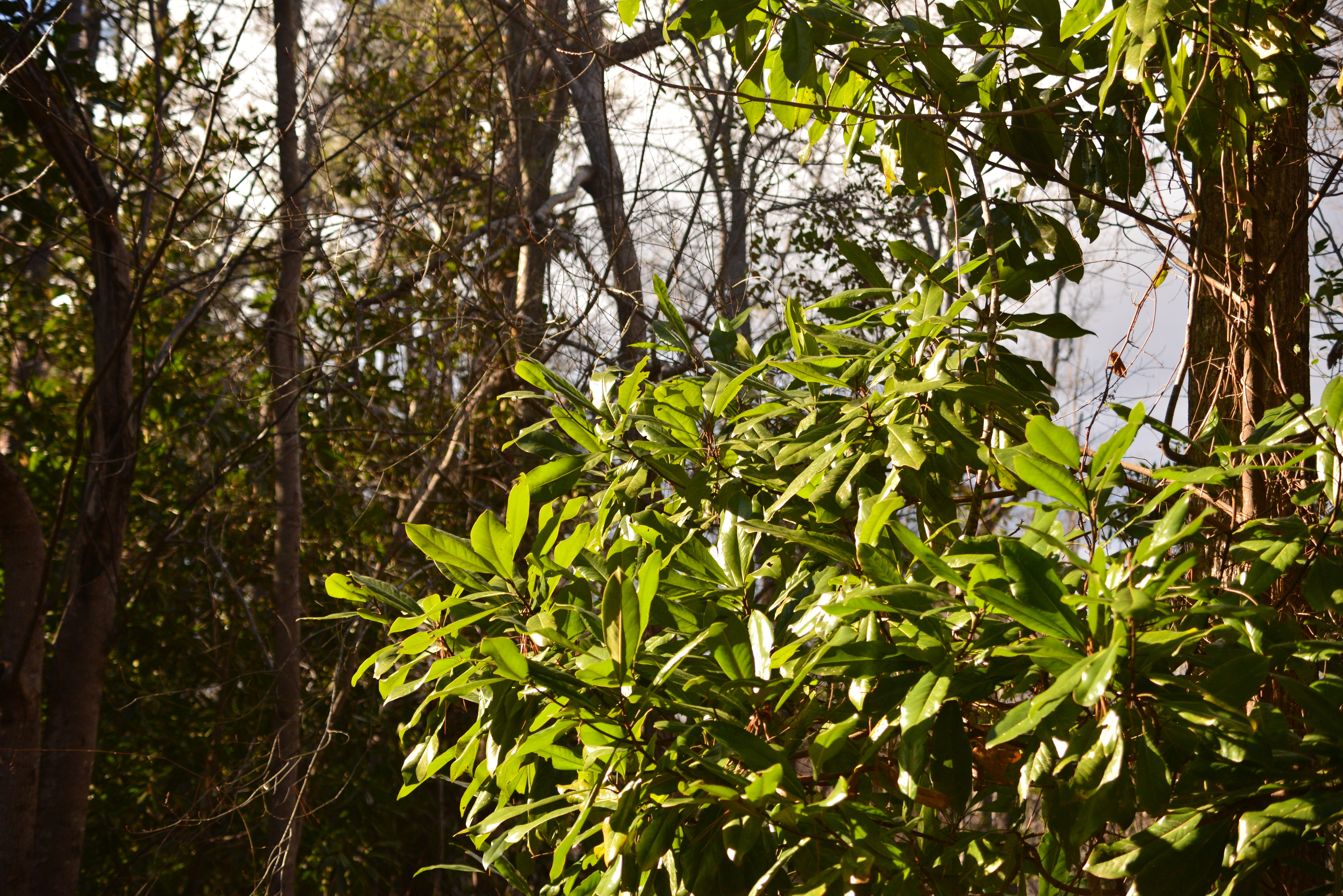 Greenery