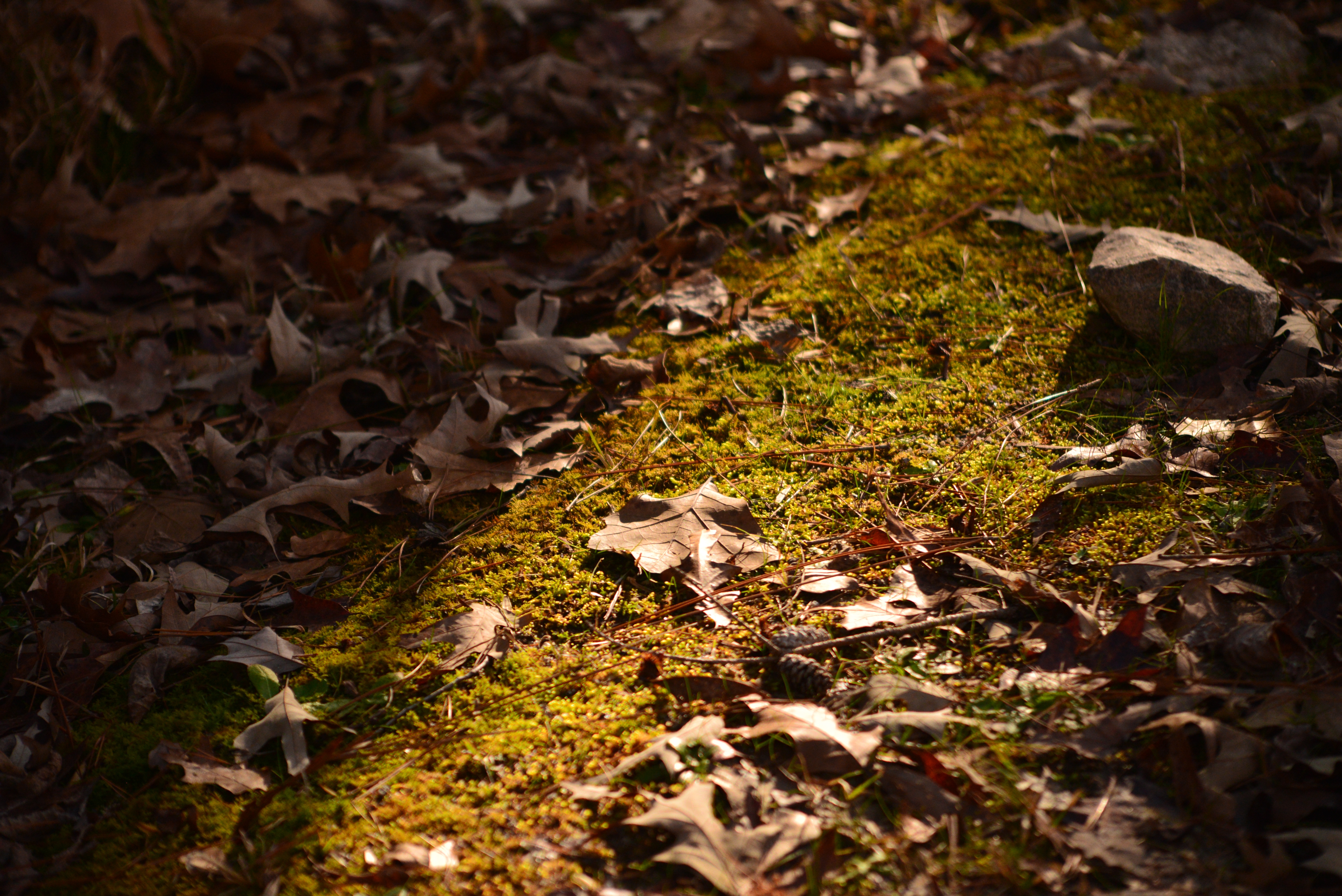 Mossy