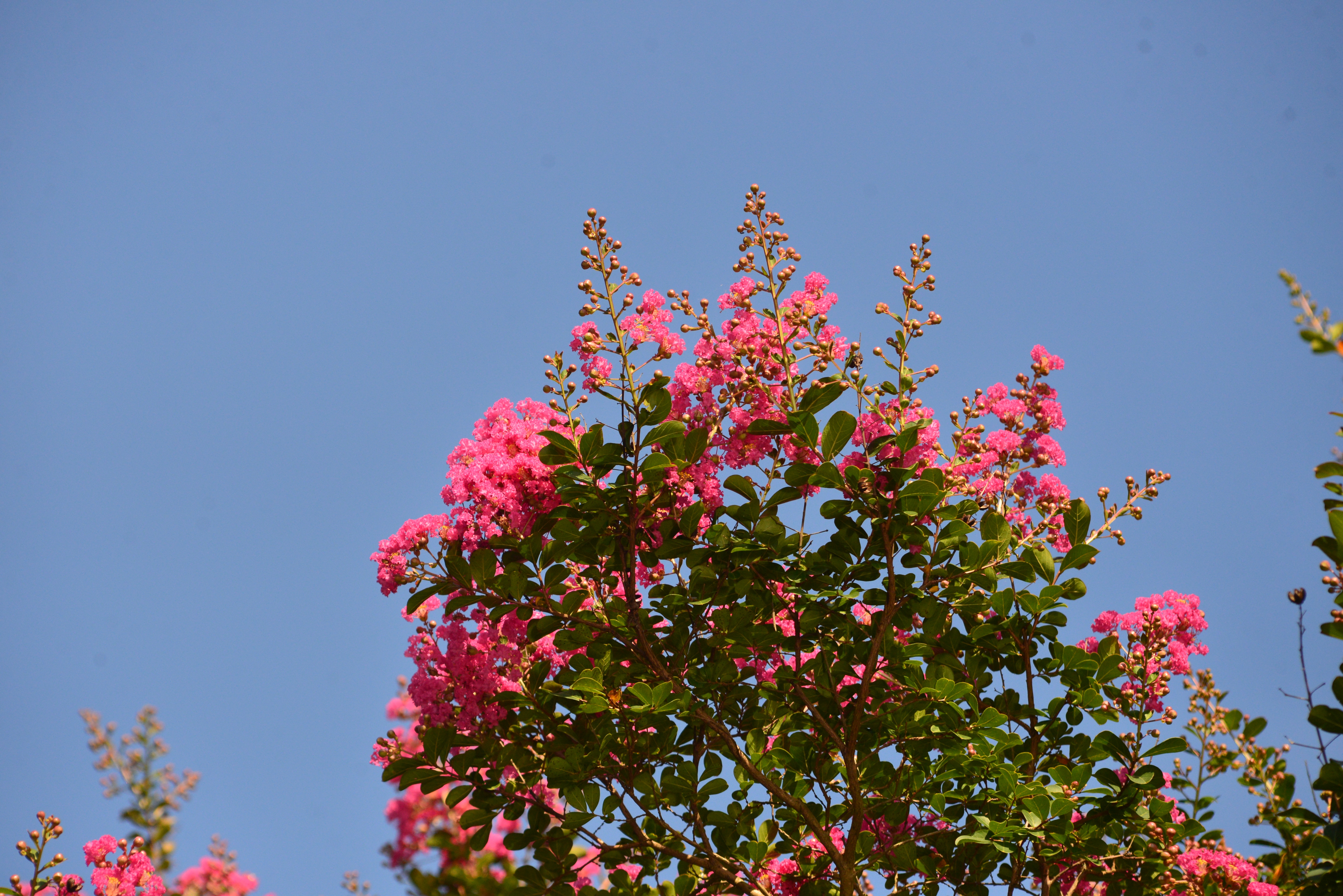 Pink Flowers