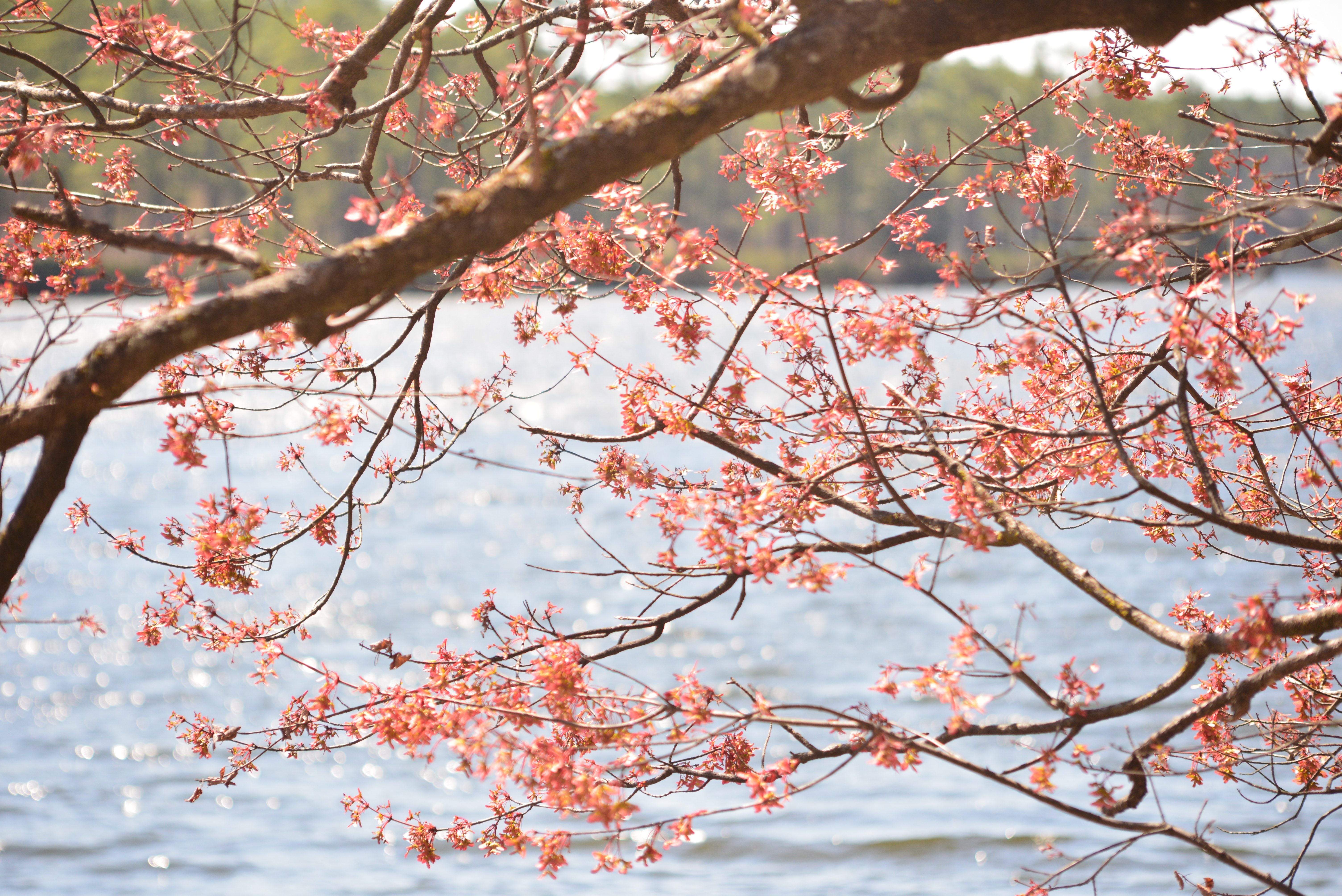 Springtime