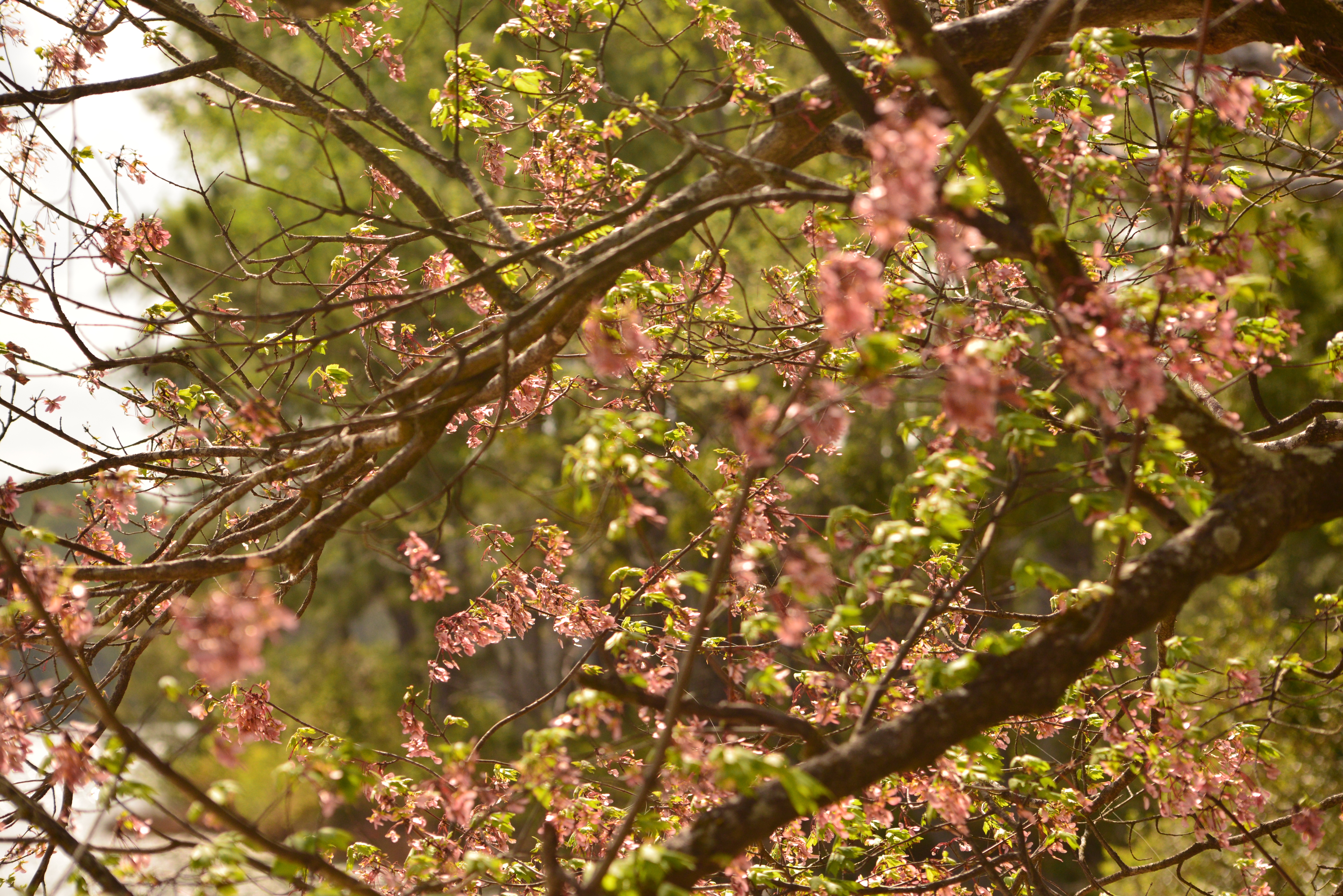 Blossoms Leafing