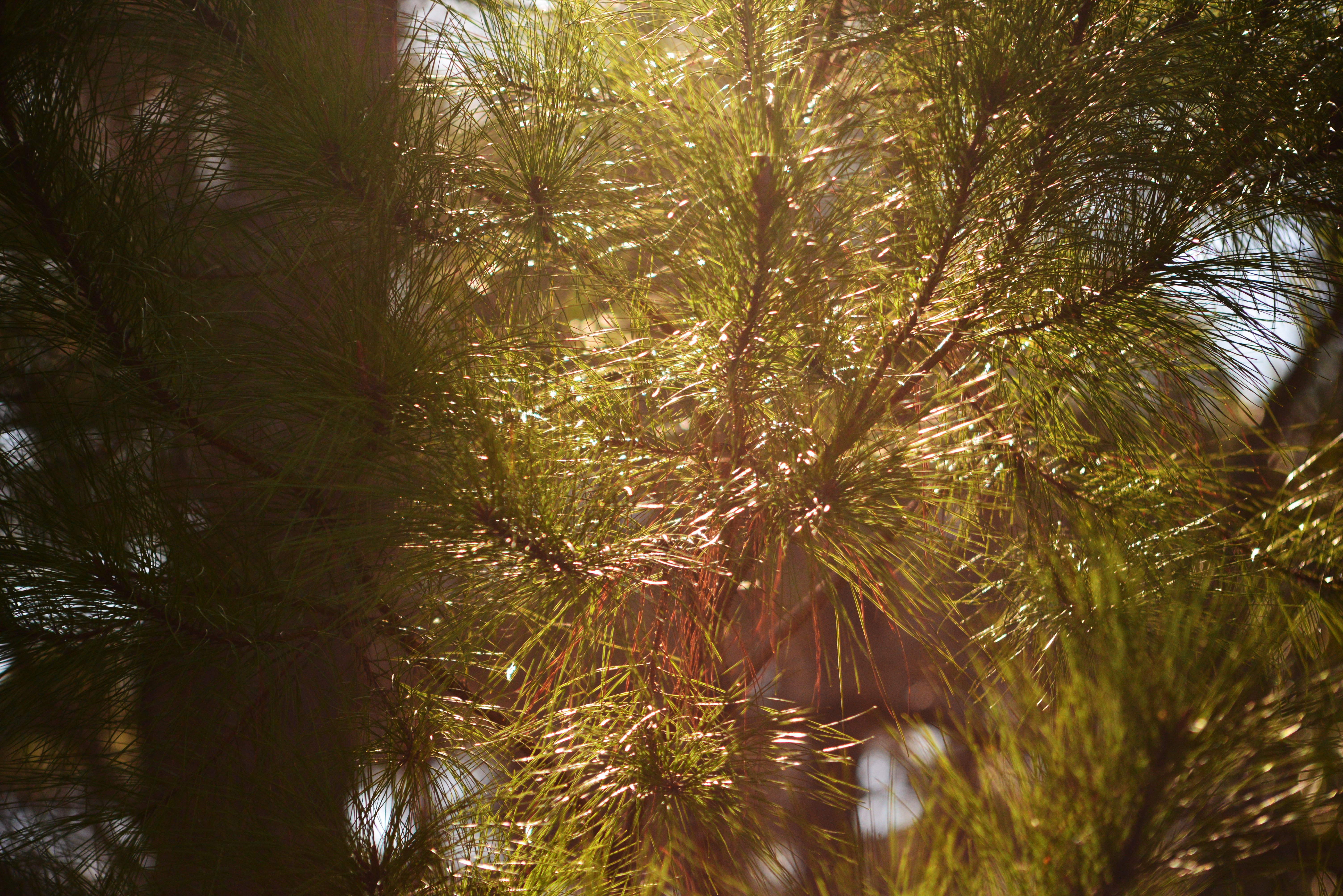 Sunny Pine Up